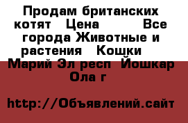 Продам британских котят › Цена ­ 500 - Все города Животные и растения » Кошки   . Марий Эл респ.,Йошкар-Ола г.